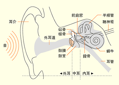 耳介から蝸牛までの概略図  u201c聞こえ方u201dの不思議  TOA株式会社